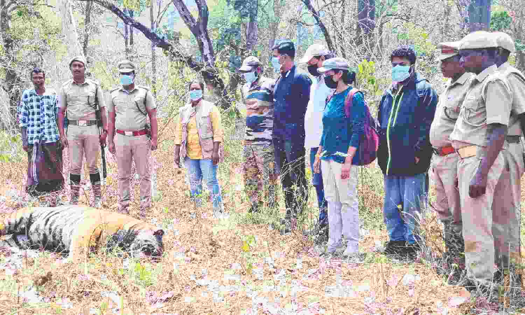Another tiger found dead due to infighting in Mudumalai Tiger Reserve Another tiger found dead due to infighting in Mudumalai Tiger Reserve