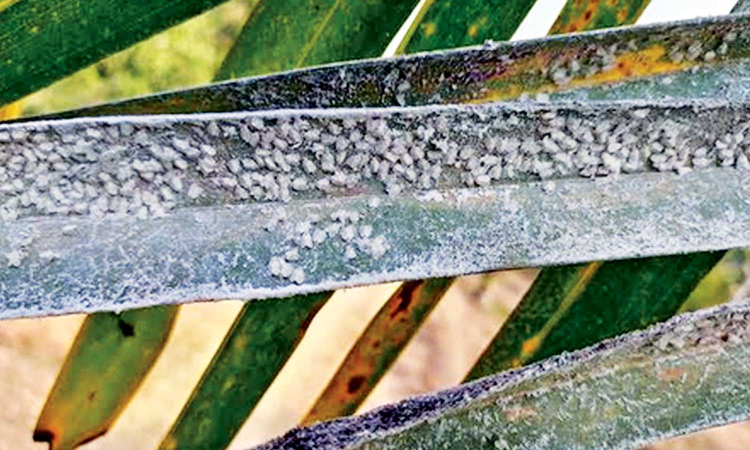 TN agri department takes action as 1.9 lakh acres of coconut farms hit by whitefly infestation TN agri department takes action as 1.9 lakh acres of coconut farms hit by whitefly infestation