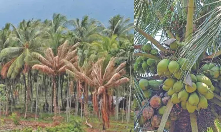 Pest attack on coconut trees worries TN farmers Pest attack on coconut trees worries TN farmers