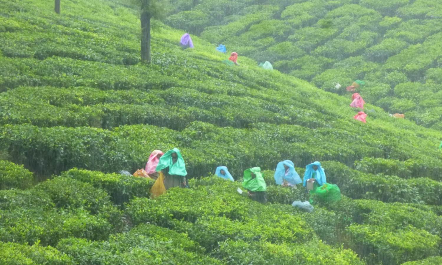 Tourist influx rises in Valparai amid e-pass curbs in Nilgiris, Kodaikanal Tourist influx rises in Valparai amid e-pass curbs in Nilgiris, Kodaikanal
