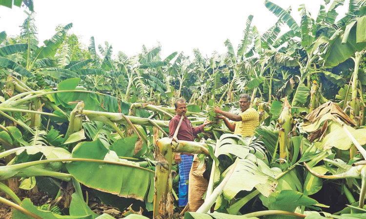 Gale destroys banana crop in Thanjavur Gale destroys banana crop in Thanjavur