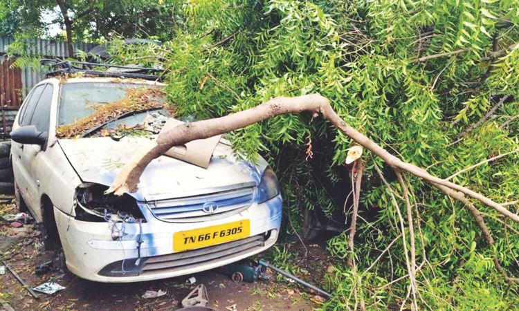 Three cars damaged in tree fall in Coimbatore Three cars damaged in tree fall in Coimbatore