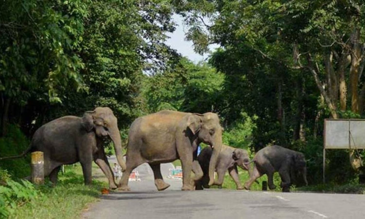 Tourists banned from Doddapeta viewpoint due to wild elephant movement Tourists banned from Doddapeta viewpoint due to wild elephant movement