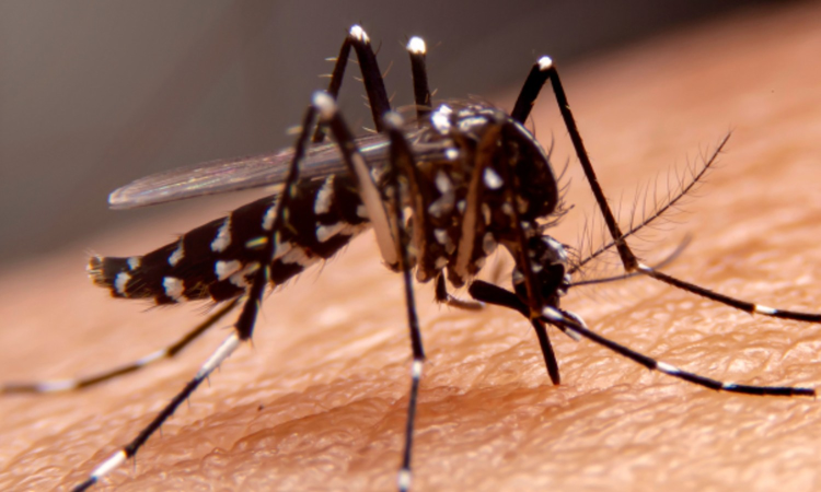 Valparai on high alert due to signs of dengue outbreak, officials order swift measures Valparai on high alert due to signs of dengue outbreak, officials order swift measures