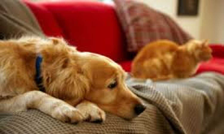 Keep pets hydrated, shampoo-cleaned, says Veterinarians