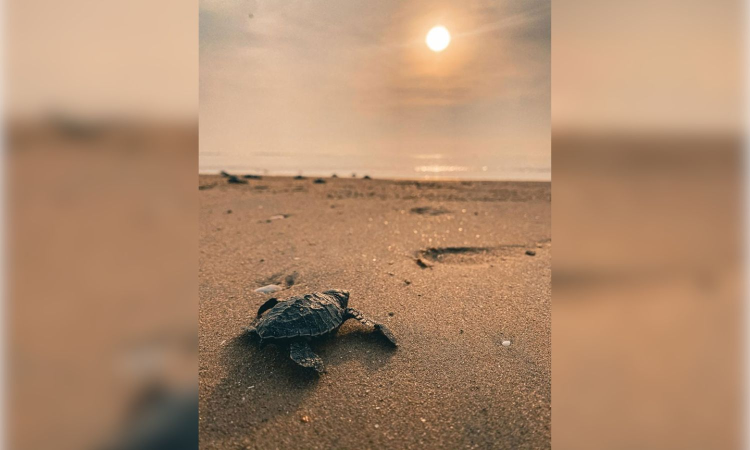 Tamil Nadu witnesses record 2.29 lakh Olive Ridley Turtle hatchlings this season Tamil Nadu witnesses record 2.29 lakh Olive Ridley Turtle hatchlings this season