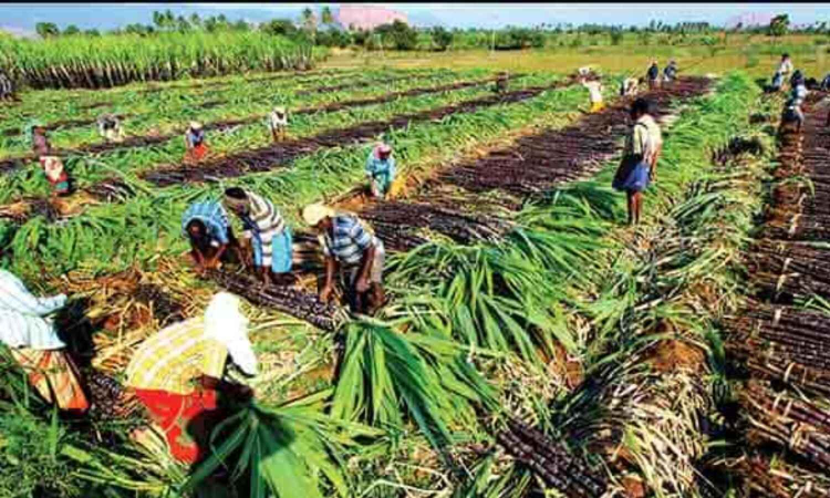 Mills urge TN sugarcane growers to increase acreage Mills urge TN sugarcane growers to increase acreage