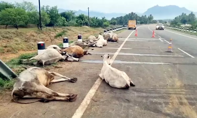 18 cows killed as government bus rams herd in Theni district 18 cows killed as government bus rams herd in Theni district