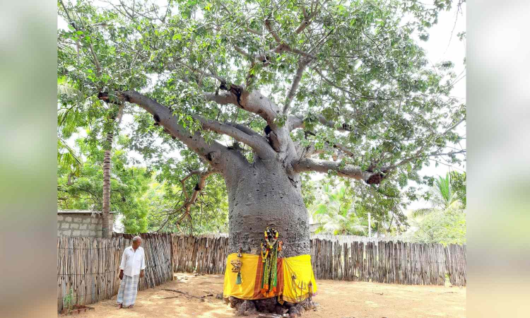 Tamil Nadu: Divine purpose saves Baobab trees from extinction Tamil Nadu: Divine purpose saves Baobab trees from extinction
