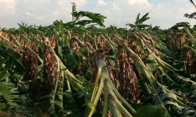 Climate change will drive TN farmers bananas: Report Climate change will drive TN farmers bananas: Report