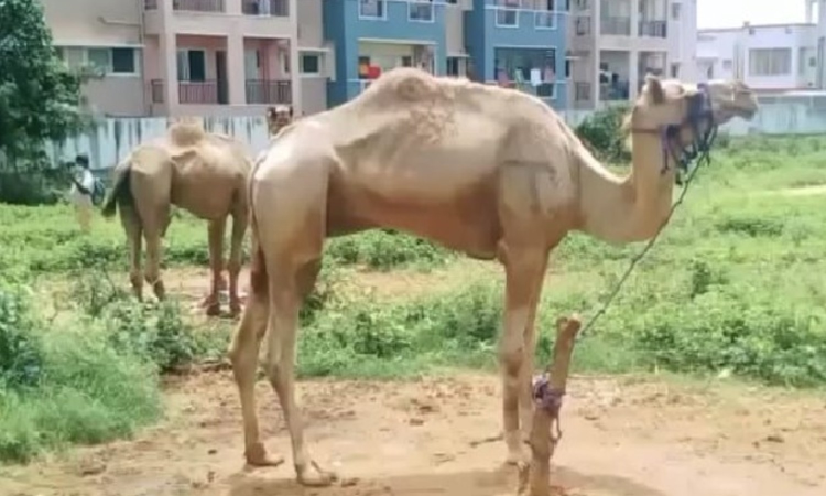 Mystery man lures camel away from circus in Thanjavur, search on Mystery man lures camel away from circus in Thanjavur, search on