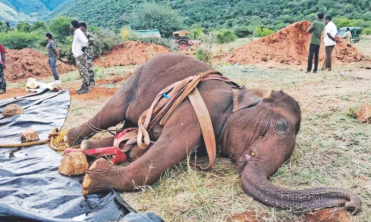 Ailing wild elephant under treatment dies in Coimbatore Ailing wild elephant under treatment dies in Coimbatore