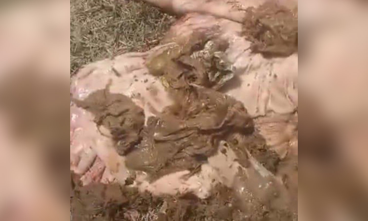 Dead elephant in Coimbatore found pregnant during post-mortem