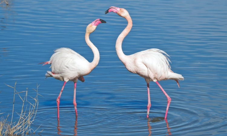 Census counts 5.52 lakh birds of 397 species in Tamil Nadu Census counts 5.52 lakh birds of 397 species in Tamil Nadu