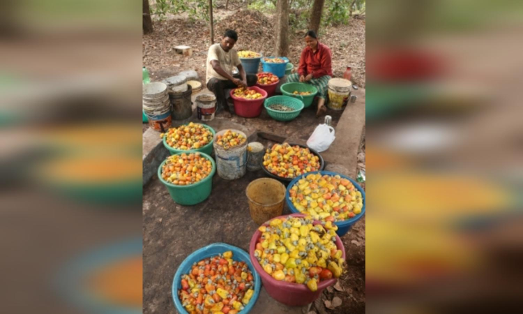 Cashew farmers in Nagapattinam face 50 pc yield loss due to unseasonal rains, pests Cashew farmers in Nagapattinam face 50 pc yield loss due to unseasonal rains, pests