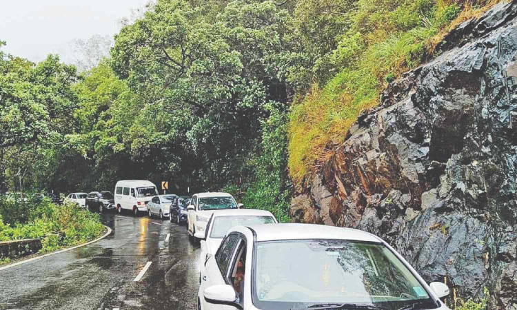 Tree fall disrupts traffic on Gudalur-Ooty NH Tree fall disrupts traffic on Gudalur-Ooty NH