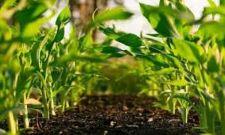 Samunnati raises Rs 50 cr NCD via Wintwealth Platform Samunnati raises Rs 50 cr NCD via Wintwealth Platform