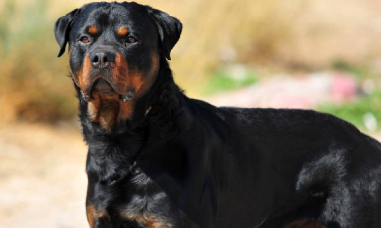 Rottweilers bite auto driver waiting for customer in Moolakothalam