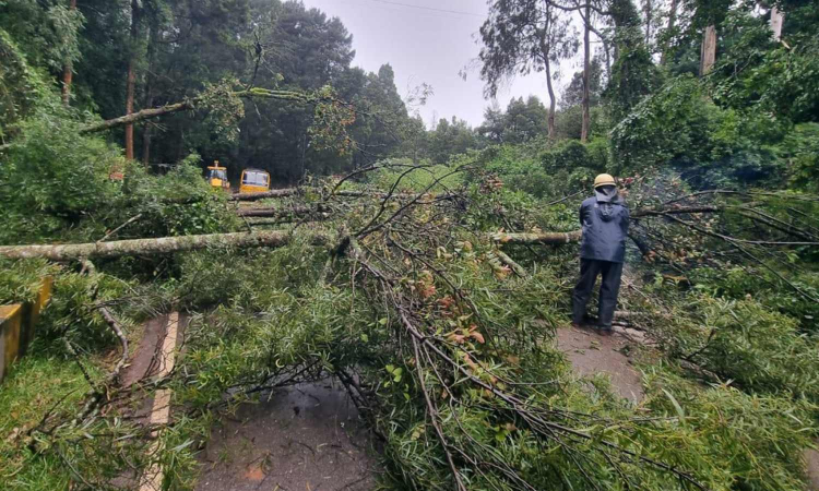 Tamil Nadu: Rampant use of herbicides blamed for surge in tree falls Tamil Nadu: Rampant use of herbicides blamed for surge in tree falls