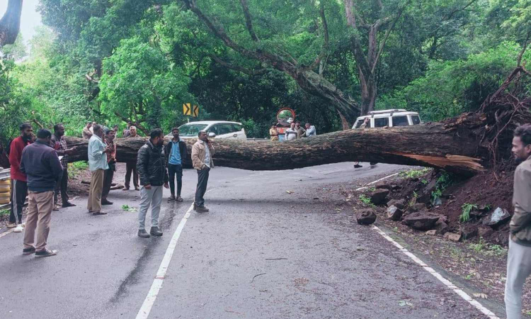 Tamil Nadu: Exotic trees are more prone to falling in the Nilgiris Tamil Nadu: Exotic trees are more prone to falling in the Nilgiris