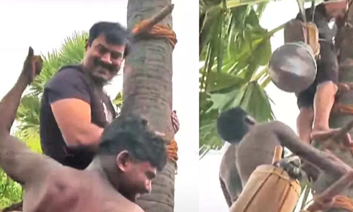 NTK chief Seeman climbs palm tree, urges TN govt to allow toddy tapping