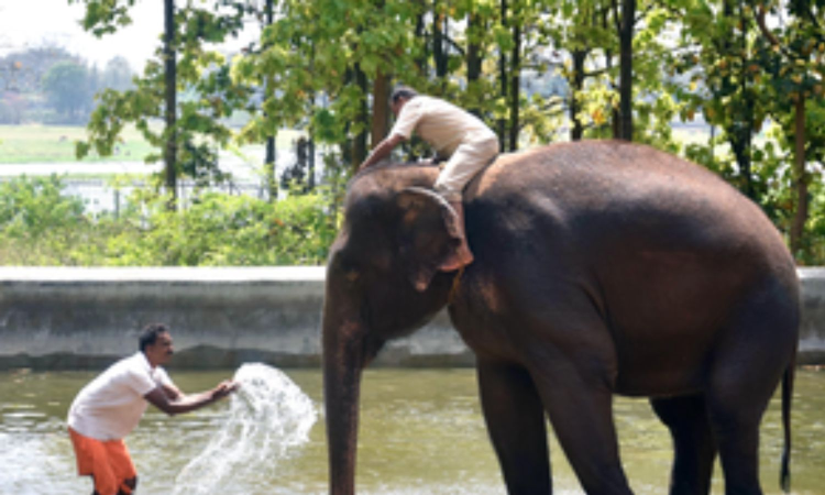Training of TN mahouts, cavadis to commence in Thailand from today Training of TN mahouts, cavadis to commence in Thailand from today