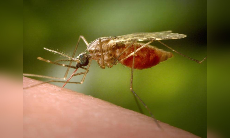 Urgent action, solidarity needed in fight against malaria in Asia-Pacific Urgent action, solidarity needed in fight against malaria in Asia-Pacific