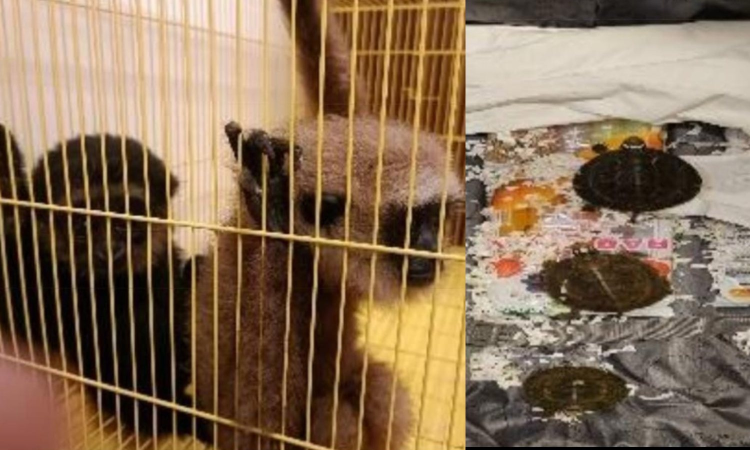 Rare African monkeys, tortoises seized at Chennai Airport; passenger arrested Rare African monkeys, tortoises seized at Chennai Airport; passenger arrested