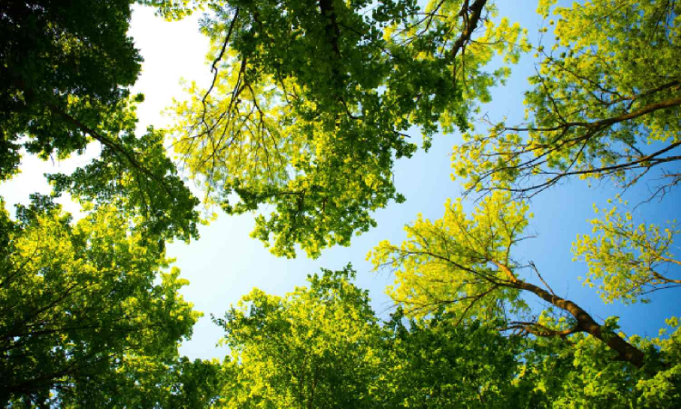 Does Chennai know how many trees it has? Does Chennai know how many trees it has?