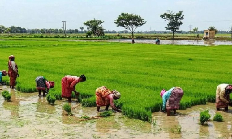 World Bank-funded modernisation project transforms TNs agriculture sector World Bank-funded modernisation project transforms TNs agriculture sector