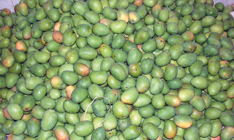 As price crashes, Tamil Nadu farmers leave mangoes unplucked