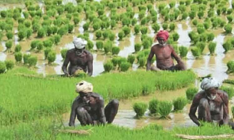 Tamil Nadu: Rs 270 crore final phase of Kalaignar’s agri plan to cover 2,338 villages Tamil Nadu: Rs 270 crore final phase of Kalaignar’s agri plan to cover 2,338 villages