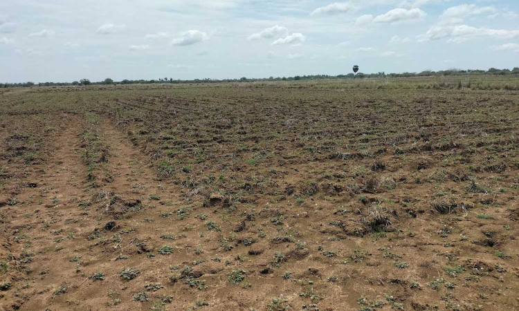 CIBIL score ‘scare’ haunts Tamil Nadu farmers CIBIL score ‘scare’ haunts Tamil Nadu farmers