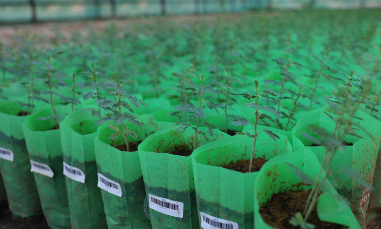 The Middle-East model for land restoration The Middle-East model for land restoration