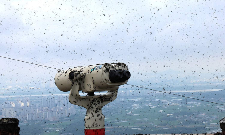 Nuptial Flights: Seoul going easy on lovebugs; not many love it Nuptial Flights: Seoul going easy on lovebugs; not many love it