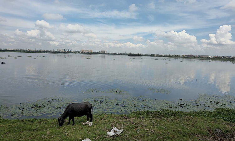 Chennai: Korattur lake turning into septic tank, reveal TNPCB tests