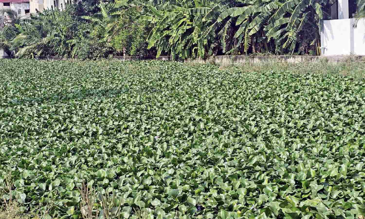 Activists warn pathetic condition of Uyyankondan river Activists warn pathetic condition of Uyyankondan river
