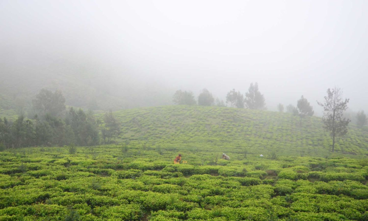 Tamil Nadu: Tea exporters concerned over rising freight charges Tamil Nadu: Tea exporters concerned over rising freight charges