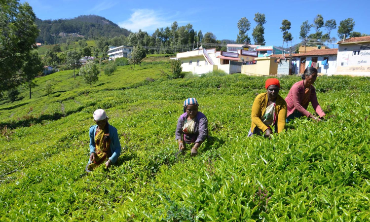 Tea growers in Nilgiris stare at poor prices Tea growers in Nilgiris stare at poor prices