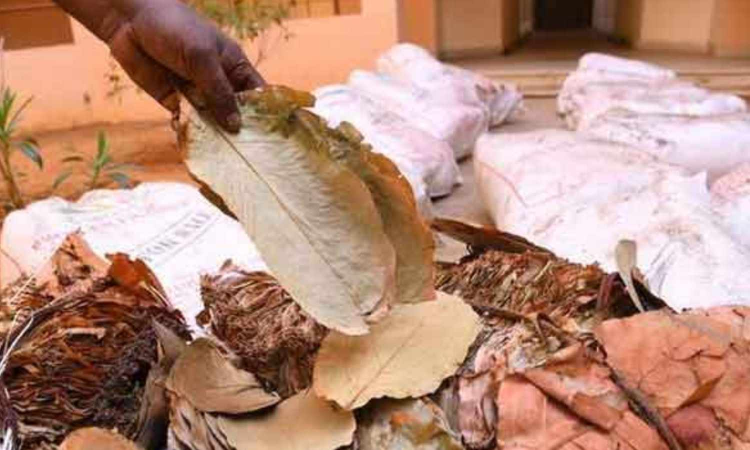 Tamil Nadu: 40 bags of beedi leaves seized in Thoothukudi Tamil Nadu: 40 bags of beedi leaves seized in Thoothukudi