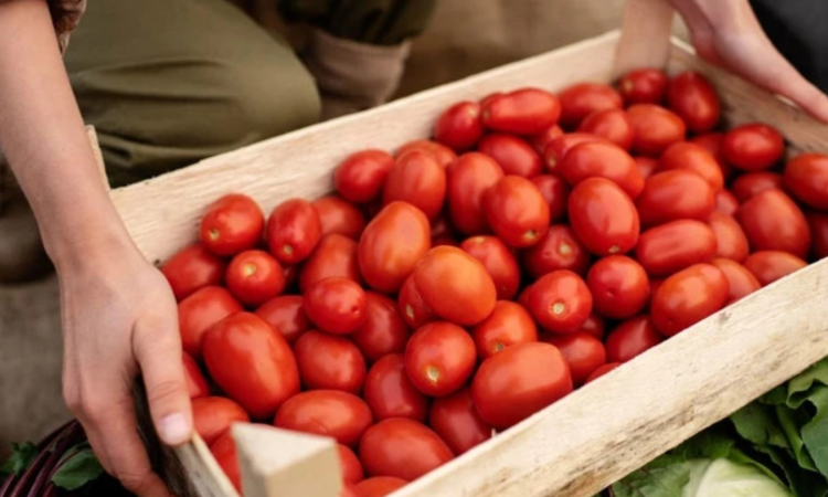 US imposes 17 per cent duty on fresh Mexican tomatoes in hopes of boosting domestic production US imposes 17 per cent duty on fresh Mexican tomatoes in hopes of boosting domestic production