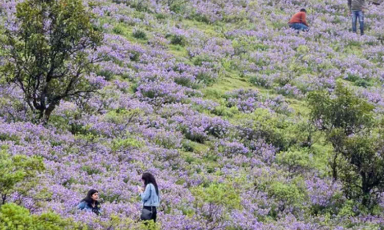 Unpredictable Western Ghats climate blues hit Neelakurinji, says Botanical Survey of India Unpredictable Western Ghats climate blues hit Neelakurinji, says Botanical Survey of India