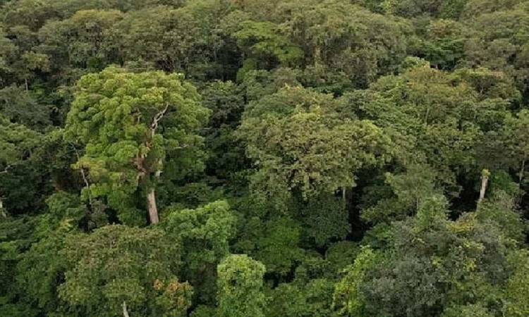 54 tonnes of plastics waste removed from forest areas across TN 54 tonnes of plastics waste removed from forest areas across TN