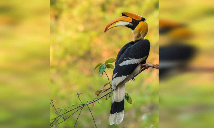 Rs 1 crore sanctioned for nation’s 1st hornbill conservation centre at Anamalai Tiger Reserve Rs 1 crore sanctioned for nation’s 1st hornbill conservation centre at Anamalai Tiger Reserve