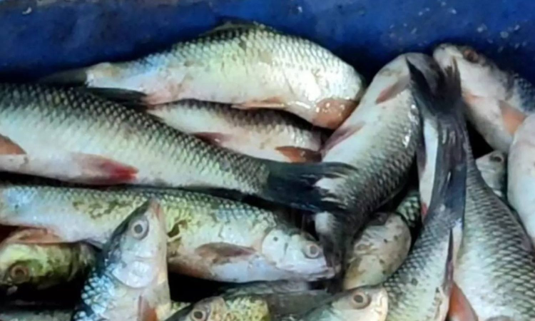 Godavaris iconic Pulasa fish now faces scarcity Godavaris iconic Pulasa fish now faces scarcity