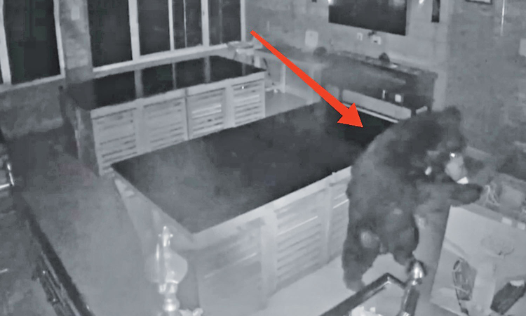Sloth bear enters hostel to feast on ice cream near Ooty Sloth bear enters hostel to feast on ice cream near Ooty