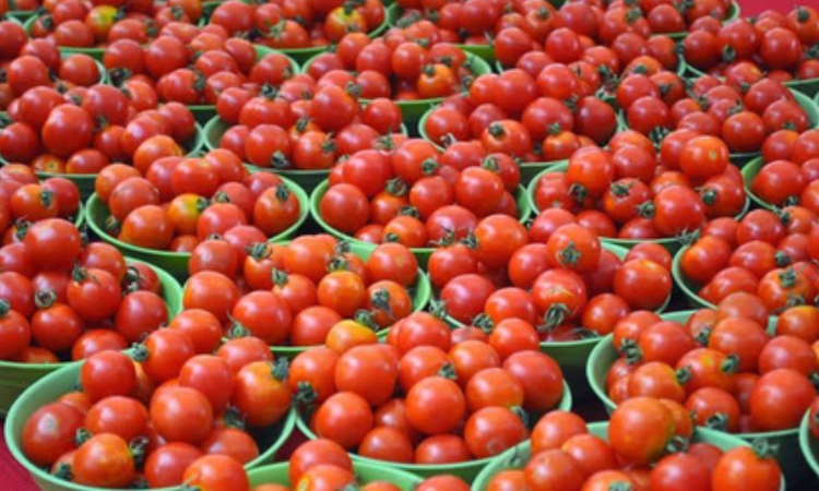 Tomato prices double across Tamil Nadu as rain hits supply Tomato prices double across Tamil Nadu as rain hits supply