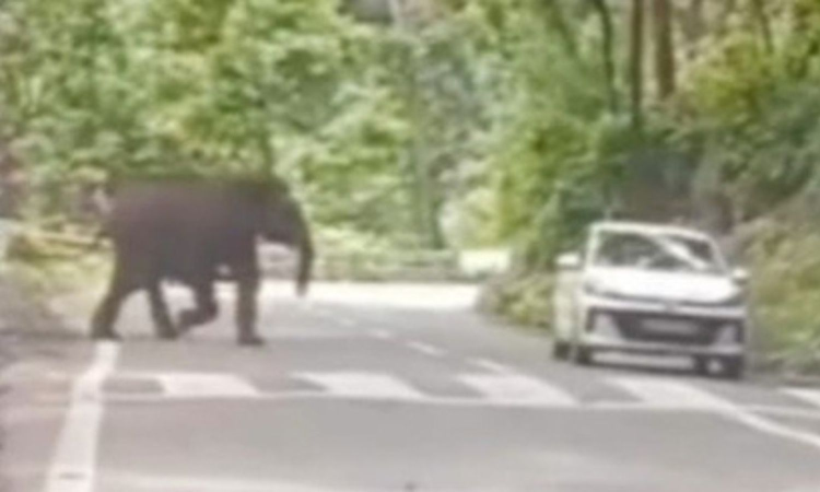Woman critically injured in elephant attack in Coimbatore Woman critically injured in elephant attack in Coimbatore