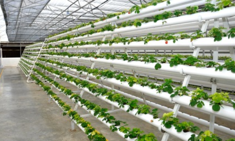 Jain Irrigation Systems net profit falls 60 pc sequentially to Rs 11 crore in Q1 Jain Irrigation Systems net profit falls 60 pc sequentially to Rs 11 crore in Q1