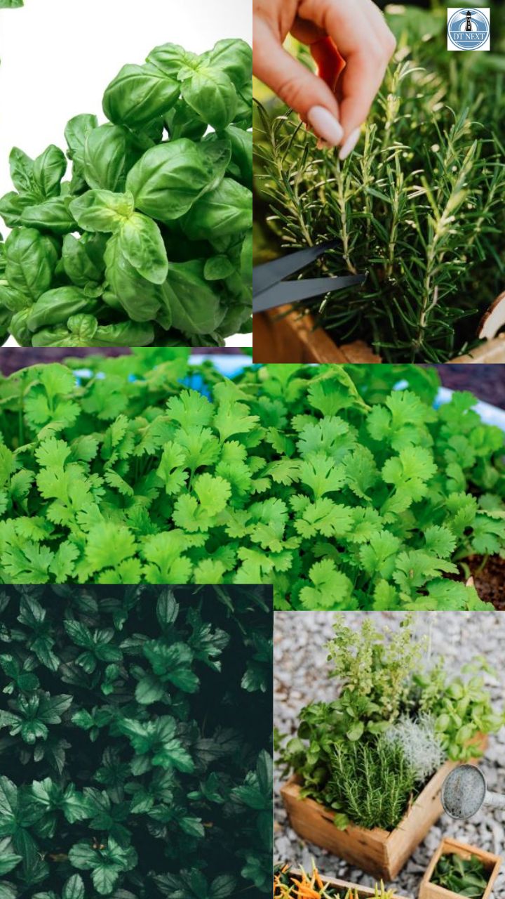 5 easy-to-grow herbs at home